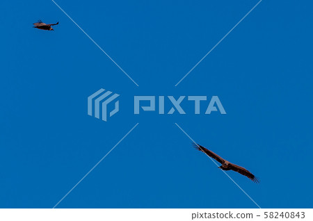 White-headed Vulture in Flight over Etosha White-headed Vulture in Flight over Etosha 58240843