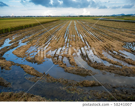 rice field harvest in summer 58241007