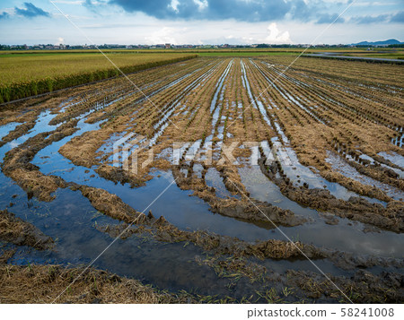 rice field harvest in summer rice field harvest in summer 58241008