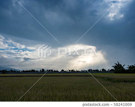 rice field harvest in summer 58241009