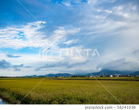 rice field harvest in summer 58241036