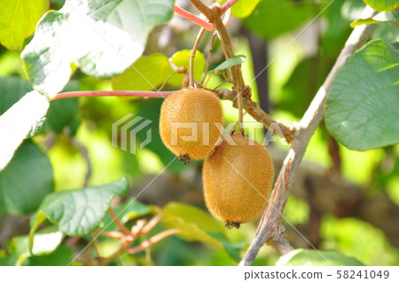 奇異果	 奇異果	 58241049