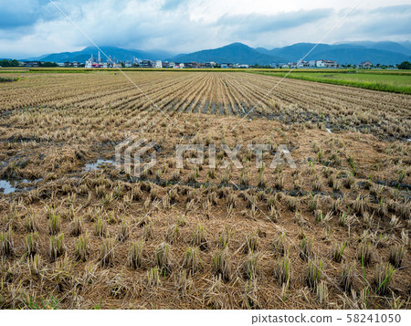 rice field harvest in summer rice field harvest in summer 58241050