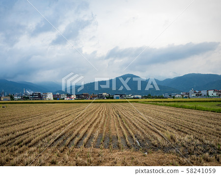 rice field harvest in summer 58241059
