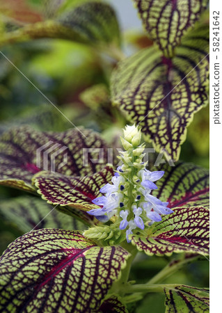 Corius Flower Corius Flower 58241642