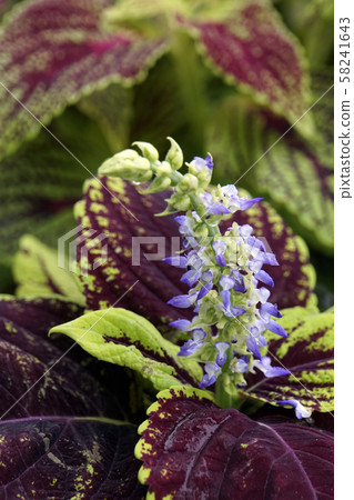 Corius Flower Corius Flower 58241643