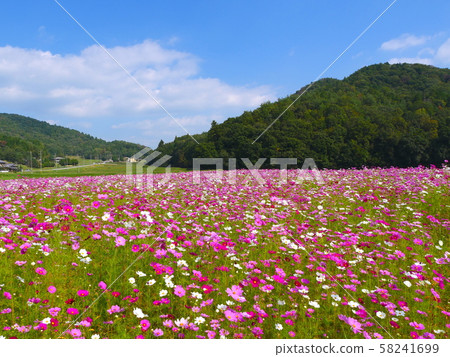 在三田市花田川地區的波斯菊田野,秋天的風在這裡漂流。 在三田市花田川地區的波斯菊田野,秋天的風在這裡漂流。 58241699