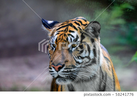 Sumatran Tiger, Panthera tigris sumatrae 58241776