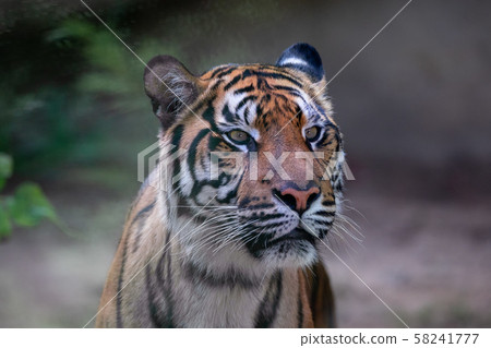 Sumatran Tiger, Panthera tigris sumatrae 58241777
