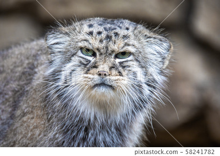 Pallas's cat, Otocolobus manul 58241782