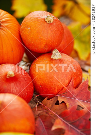 pumpkins outdoor background. fall concept pumpkins outdoor background. fall concept 58241937
