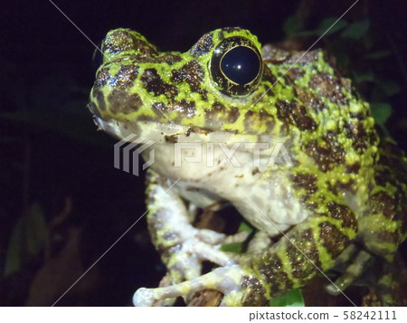 Okinawa frog face 58242111