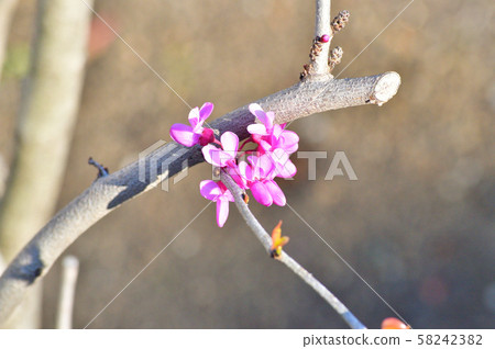 開花的照片被採取的照片 開花的照片被採取的照片 58242382