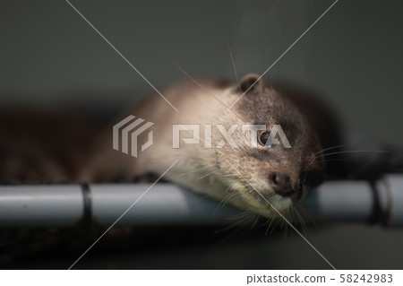 水獺 水獺 58242983