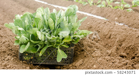 Box with young cabbage seedlings in the field. Box with young cabbage seedlings in the field. 58243071