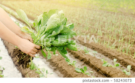 The farmer holds young cabbage seedlings in hand. The farmer holds young cabbage seedlings in hand. 58243073