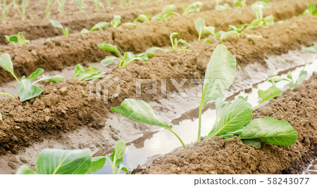 Irrigation of young cabbage in the field.  58243077