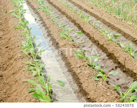 Irrigation of young cabbage in the field.  58243078