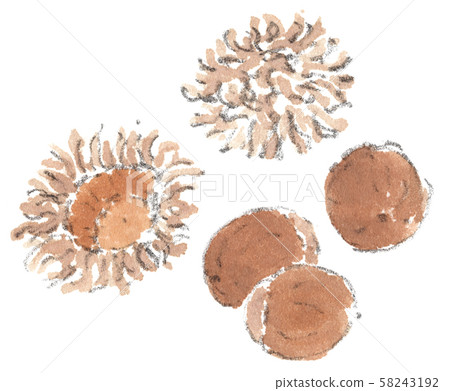 Acorn Acorn 58243192