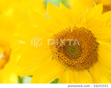 Beautiful sunflower Beautiful sunflower 58243351