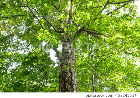 Sawagurumi no Oki (Yamagata) 58243514