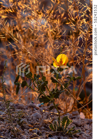 field of blooming yellow flowers on a background sunset field of blooming yellow flowers on a background sunset 58243532