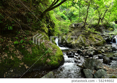 新鮮的柳川谷 新鮮的柳川谷 58244602