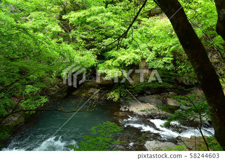 新鮮的柳川谷 新鮮的柳川谷 58244603