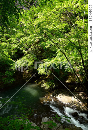 新鮮的柳川谷 新鮮的柳川谷 58244605