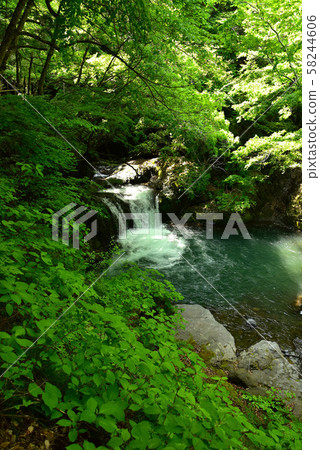 新鮮的柳川谷 新鮮的柳川谷 58244606