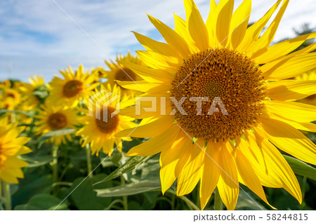 Sado Island Ogawa Sunflower Sado Island Ogawa Sunflower 58244815