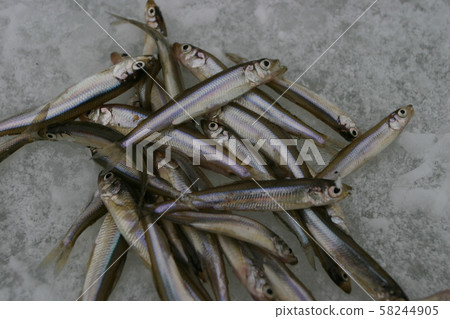 釣魚 釣魚 58244905