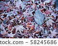 Frost on fallen leaves 58245686