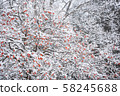 Oak tree and snow scene 58245688