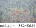 Oak tree and snowstorm 58245689