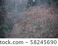 Snow and Persimmon Tree 58245690