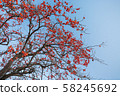 Suzuri oak tree 58245692