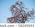Suzuri oak tree 58245693