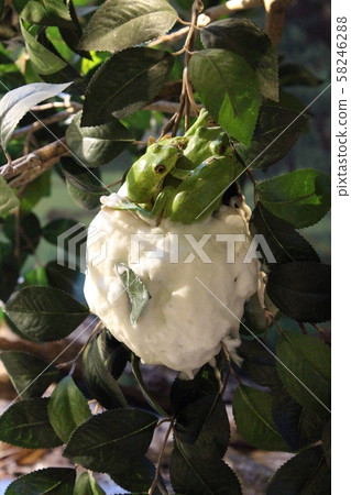 產生Molia青蛙的雞蛋 產生Molia青蛙的雞蛋 58246288