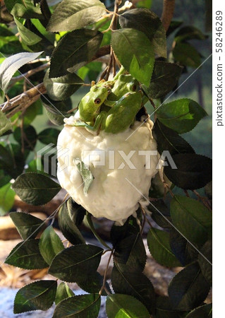 產生Molia青蛙的雞蛋 產生Molia青蛙的雞蛋 58246289