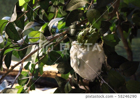 產生Molia青蛙的雞蛋 58246290