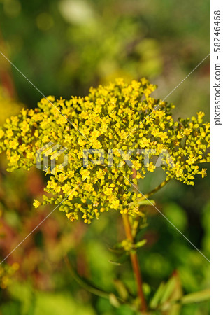 Ominae in late summer with beautiful dark yellow 58246468