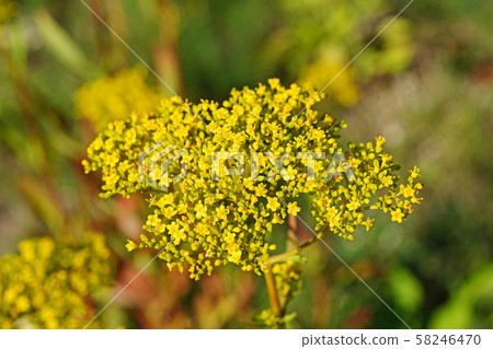 Ominae in late summer with beautiful dark yellow Ominae in late summer with beautiful dark yellow 58246470