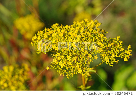 夏末的Ominae，美麗的深黃色 58246471