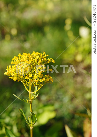 Ominae in late summer with beautiful dark yellow 58246473