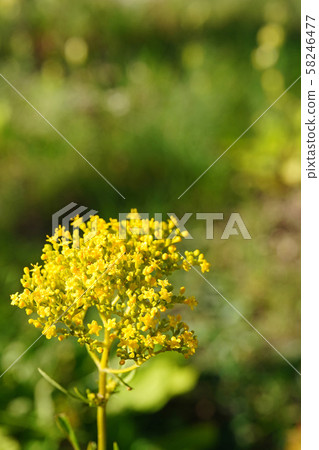Ominae in late summer with beautiful dark yellow Ominae in late summer with beautiful dark yellow 58246477