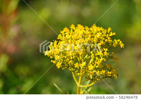 夏末的Ominae，美麗的深黃色 58246478