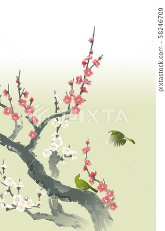 Plum ume plum white plum blossoms 58246709
