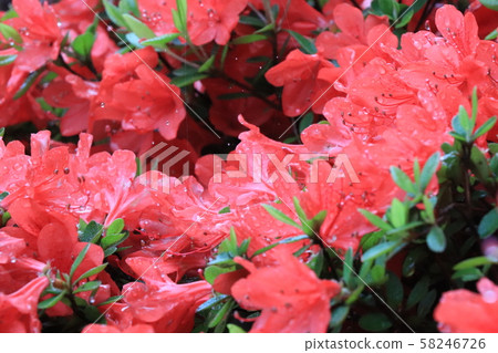 Kirishima Azalea Kirishima Azalea 58246726