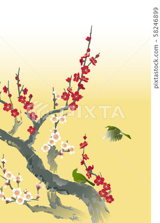 Plum ume plum white plum blossoms 58246899